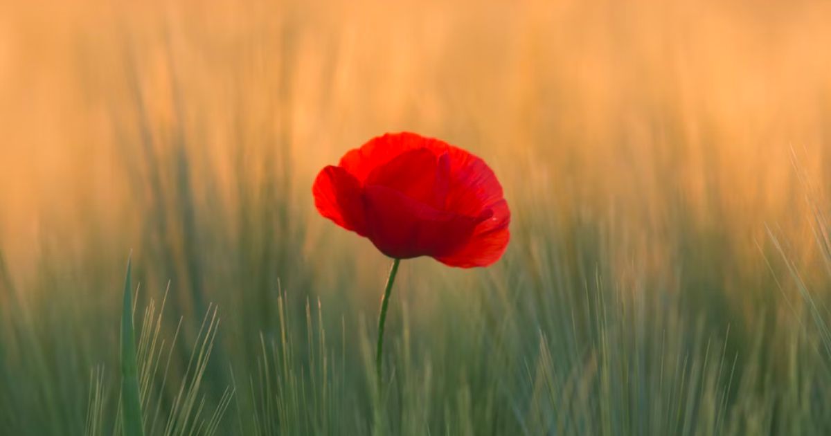 マコなり社長の持っていた発達障害