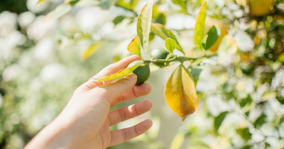 挑戦を続けられた